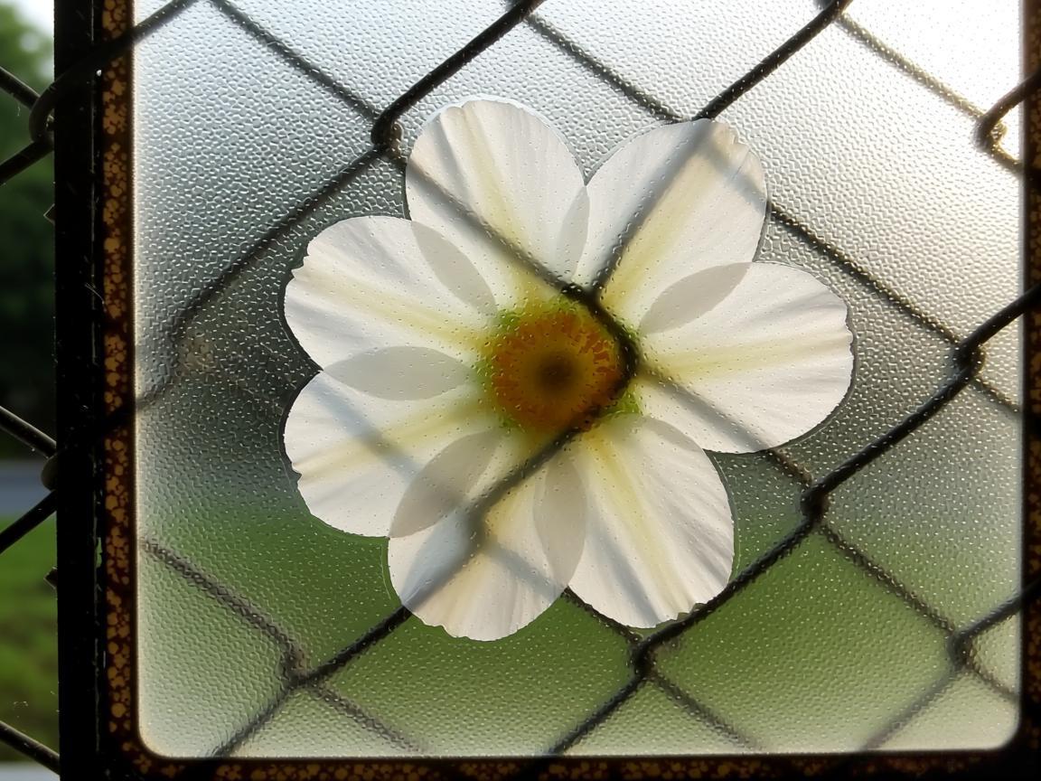 磨玻璃结节不会突然变晚期