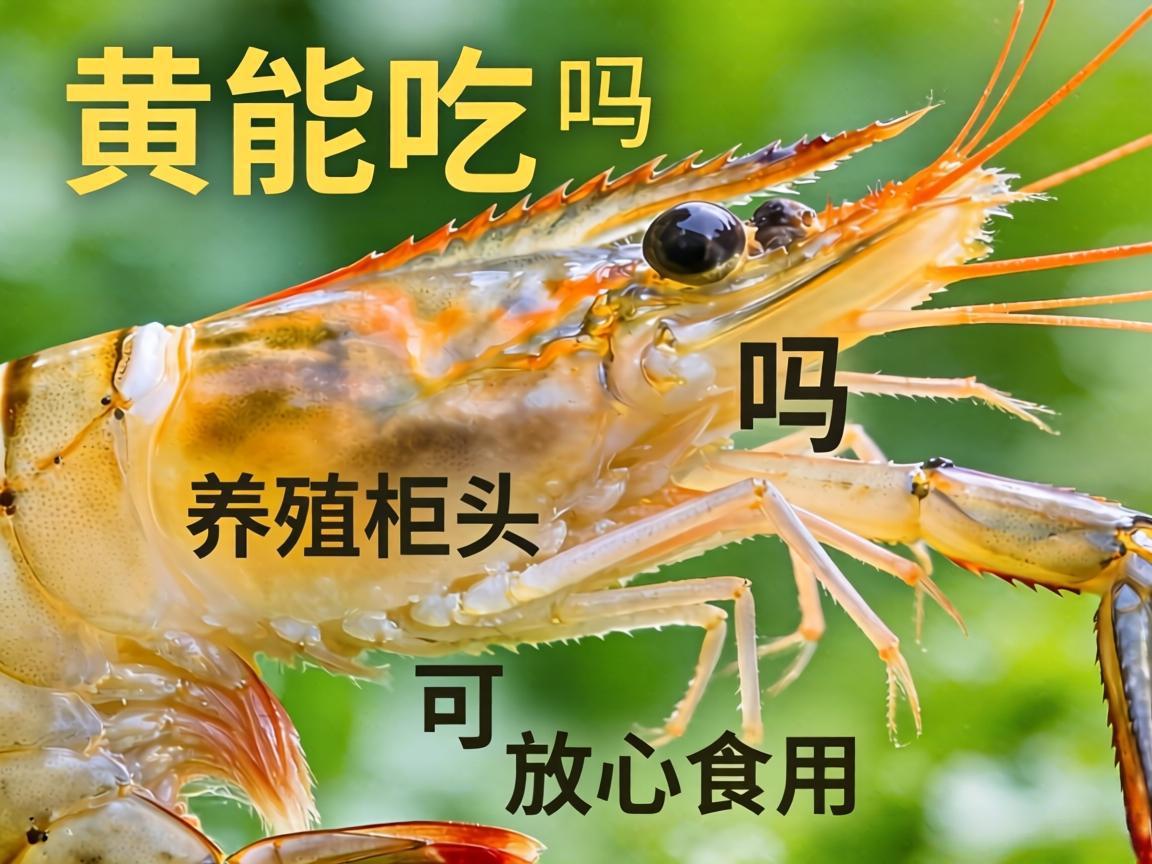 虾黄能吃吗?养殖虾头可放心食用